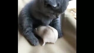 Cute Cat moment with little mice