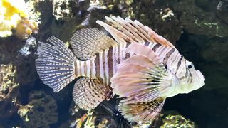 Aqua life #1 # short # best video #