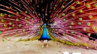peacocks