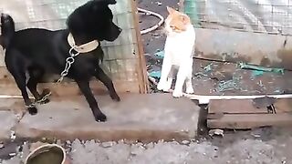 New cat vs'dog _shorts Feb spot 'shorts.