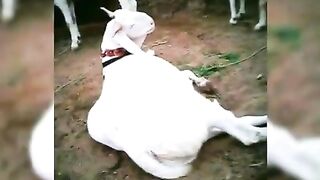 Qurbani