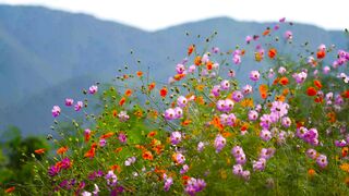 fower video relaxing video