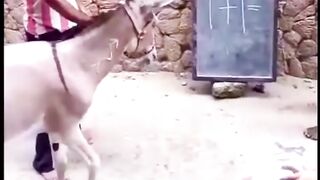 Donkey Mathematics