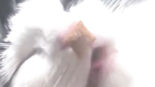 Funny Cat