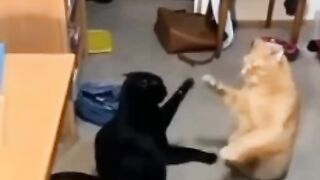 Funy catss#19...#virl#video..