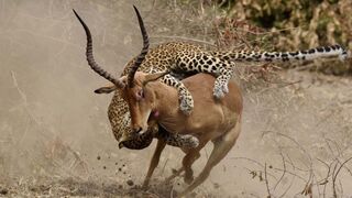 Impala's Horns Too Scary! Arrogant Leopard Constantly Receives Fierce Attack From Impala Herd