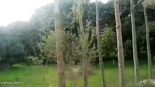 Mango garden