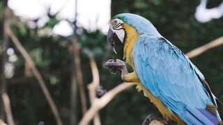 Water seal, Parrots ???? ,So beautiful video #shoet