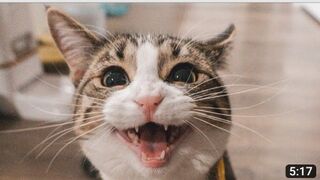 cute kitten #funnyvideo #cute #kittens #pets #kittens #tiktok