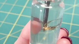 INSECT