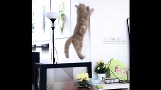 Funniest Animals - Fun with Cats and Dogs 2022 | WA #5