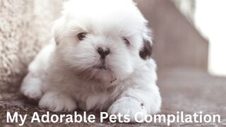 10 Animals That Will Bring Out Your Inner Child
