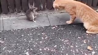 cat and mouse funny fight