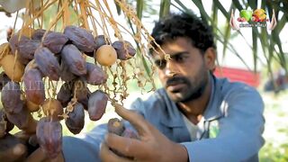 Benefits of Eating Dates Daily | Rooze Dates Khene Ke Fayda |Health Benefits Of Eating Dates Daily