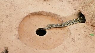Primitive Technology - Easy Snake Trap With Old Clay Pot  Catch Big Snake in Hole #Snake Trap