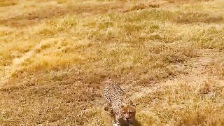 a-pregnant-cheetah-looking-for-a-shady-spot-because-it-is-overwhelmed-by-the-heat.wow