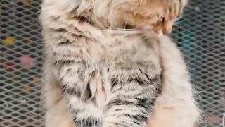 Cute Kitty Cat ???????? Beautiful ❤ #short #cat