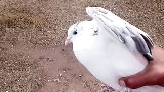 Kabootar azad kr dya