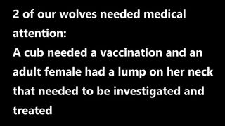 Caring for wolves