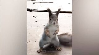 Самые смешные животные.