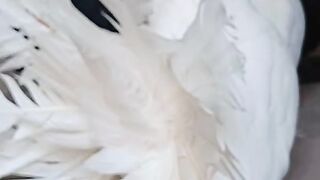 White American fantail