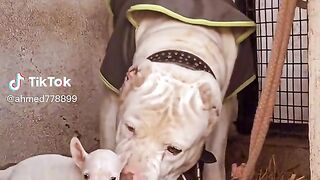 Papi dog female