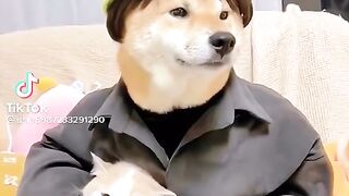 Crazy and funny dog