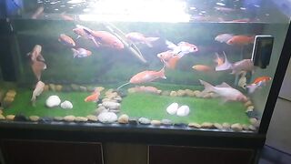 Fish aquarium