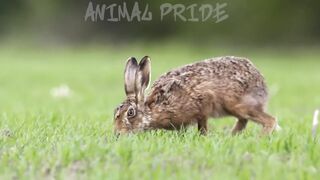 Funny animals: lions, spiders, tigers, cats, dogs...