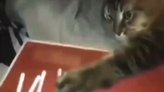 Funny Cat