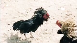 Hen Fight