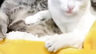 Angry Wife