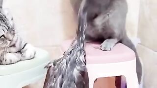 Cat Funny