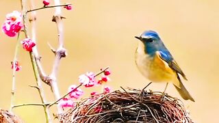 Beautiful birds