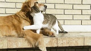 ????Funny Golden Retriever & Kitten play ????
