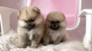Cute puppies playing