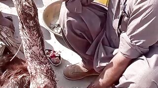 c section of goat