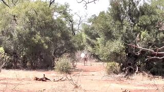 Animals in Africa
