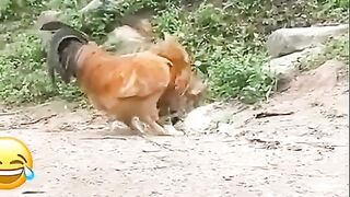 Funny video animals.