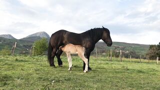 A horse feeding its beautifull foal.