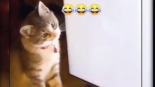Funny videos.animals.