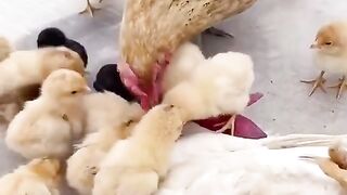 Funny video animals.