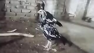 Chicken farming/ birds