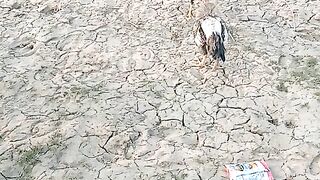 Hens fifting animals fire beautiful animal