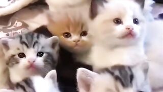 cat video