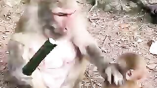 Monkey Funny  scenes in 2023/Monkey world