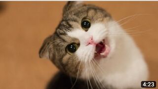 cute cat funny video funniest animals video @cat @kitten @cute @funny @funnyc_