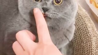 How to comfort angry cat