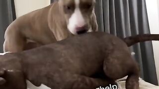 Funny reaction of dogs