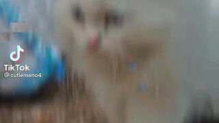 Cute cat